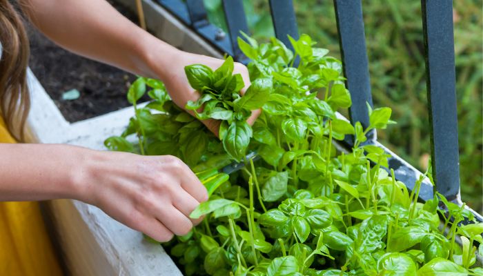 Why Growing Your Own Herbs Is Better